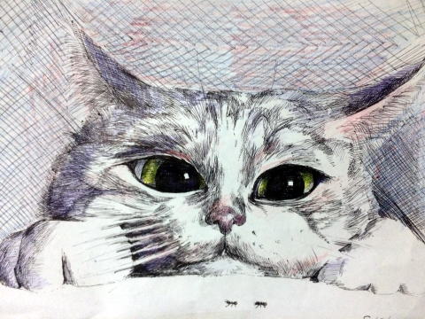 猫　爪は天下の賜りもの